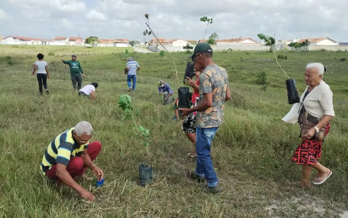 Prefeitura De Teixeira De Freitas Realiza Plantio De Mudas Nativas