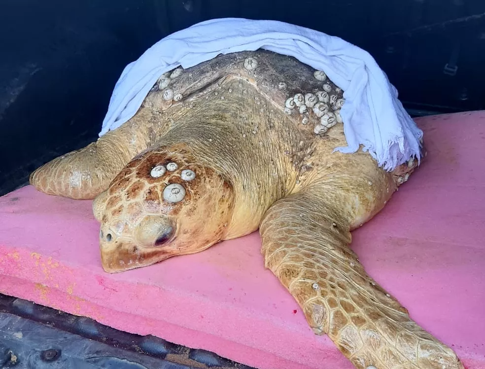 Tartaruga marinha com cerca de 70 kg é resgatada no sul da Bahia — Foto: CIPPA/Divulgação