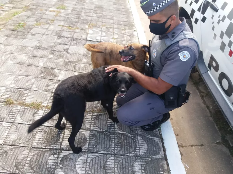 Dupla de vira-latas salvou idosa caída ao chamar a atenção de vizinhos  — Foto: Divulgação/Polícia Militar