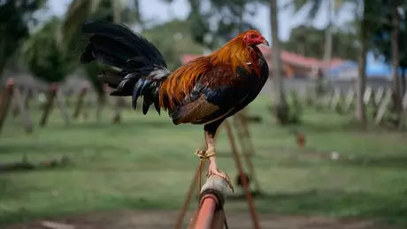 Esta não é a primeira vez que o dono de um galo de briga é morto pelo animal no país (imagem ilustrativa)