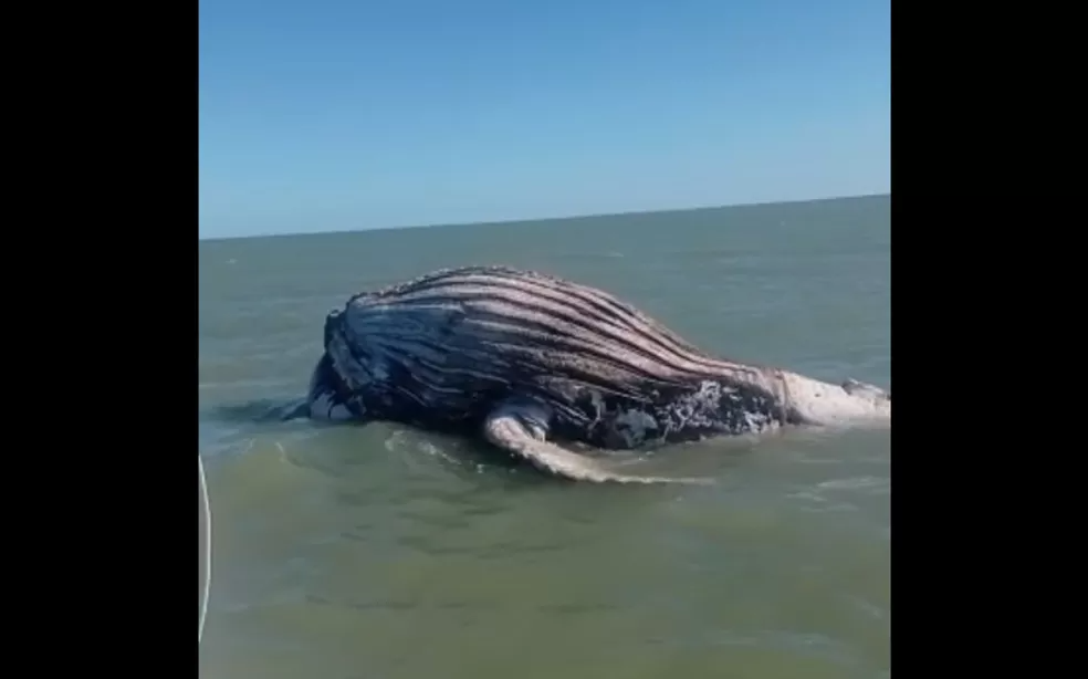 Baleia jubarte é encontrada morta em praia de Caravelas, sul da Bahia — Foto: Projeto Baleia Jubarte