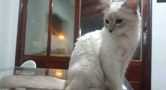 A gata é o primeiro animal a ter diagnóstico confirmado para o coronavírus no Brasil