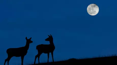 A 'Lua Azul' poderá ser vista na noite de 31 de outubro quando o céu estiver limpo.