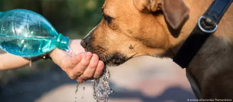 Projeto de lei visa fortalecer direitos dos animais