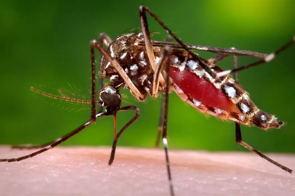 Fêmea do Aedes aegypti é responsável pela transmissão da febre amarela, dengue, chikungunya e zika vírus — Foto: Divulgação