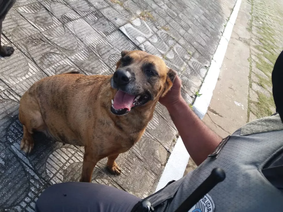 Cachorros latiram para avisar vizinhos sobre idosa caída há dois dias em residência sem se mover — Foto: Divulgação/Polícia Militar