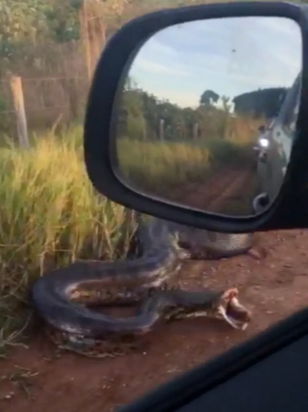 Pecuarista diz que este é o terceiro encontro com a cobra em fazenda de MS — Foto: Natalia Jacintho/Arquivo Pessoal