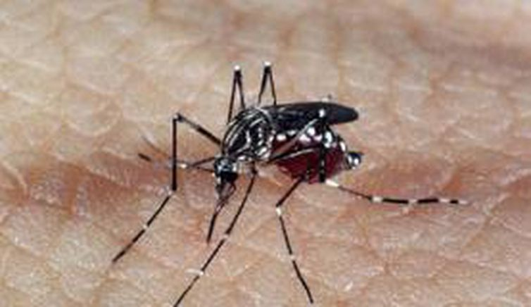 Arquivo Agência Brasil aedes_dengue.jpg
