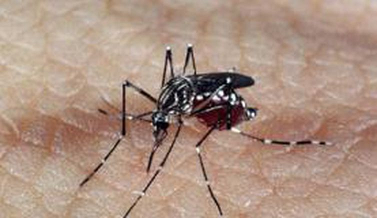 aedes_dengue.jpg