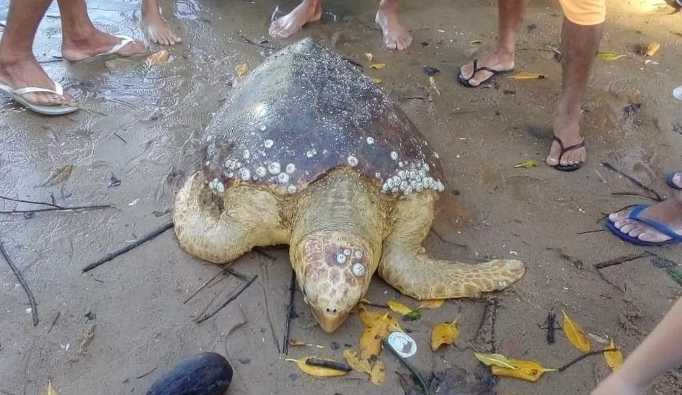 Espécie da tartaruga é ameaçada de extinção — Foto: CIPPA/Divulgação