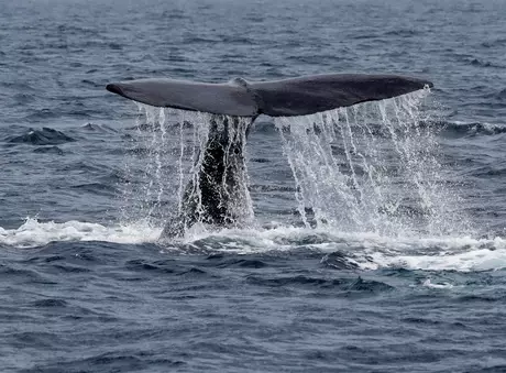 Rabo de baleia no mar perto de Rausu, no Japão Rabo de baleia no mar perto de Rausu, no Japão