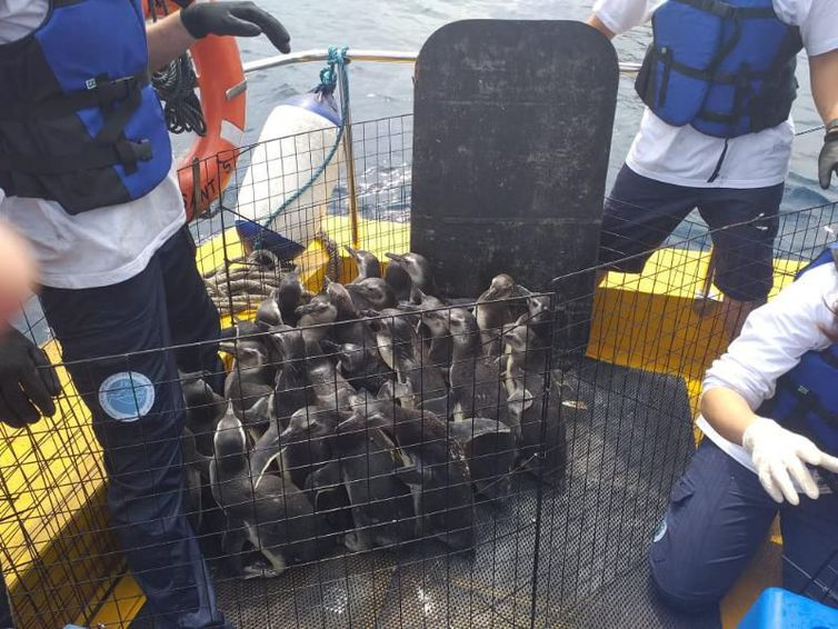 Projeto de Monitoramento de Praias (PMP), realizou com o Instituto Gremar, a Soltura de 31 pinguins na Bacia de Santos.