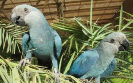 ICMBio/direitos reservados/Agência Brasil Ararinha Aul desapareceu de seu habitat natural em 2000