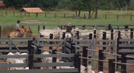 Suspeita de doença da vaca louca  paralisou exportações