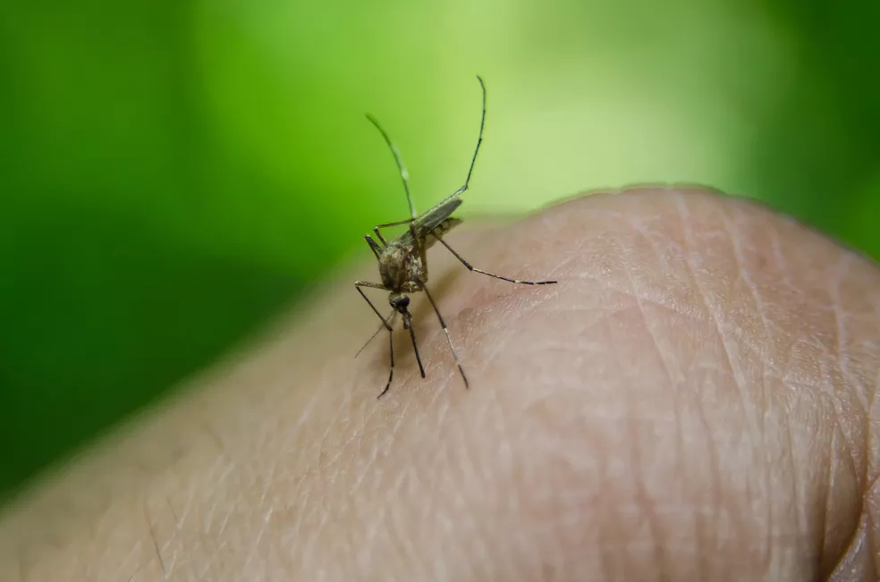 Fornecimento do inseticida para combate do mosquito está suspenso — Foto: Pixabay/Divulgação