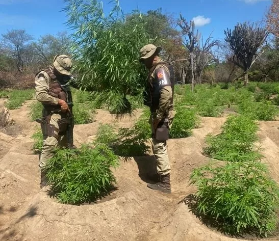 Operação Terra limpa erradica mais de meio milhão de pés de maconha