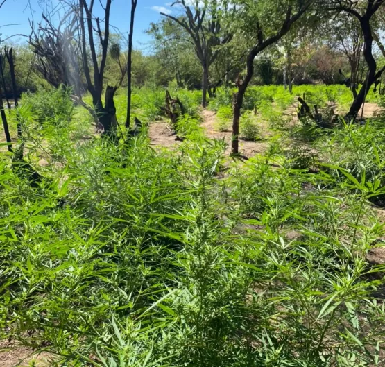 Operação Terra limpa erradica mais de meio milhão de pés de maconha