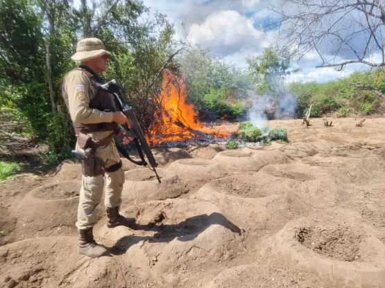 Operação Terra limpa erradica mais de meio milhão de pés de maconha