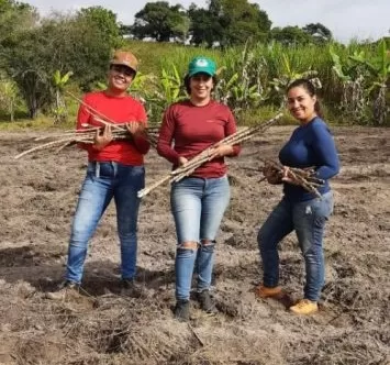 Prefeitura de Teixeira implementa mais uma unidade demonstrativa do PAT da Mandiocultura