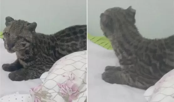 Homem encontra jaguatirica na cama do filho após deixar janela aberta em MS