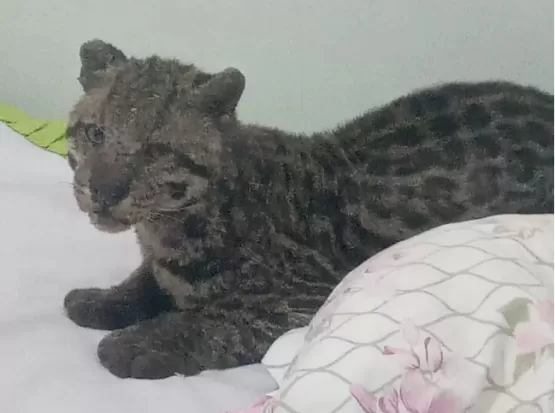 Homem encontra jaguatirica na cama do filho após deixar janela aberta em MS