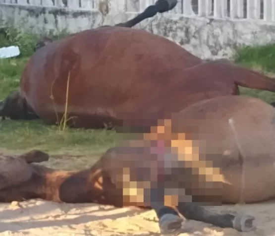 Suspeito de matar cavalos e éguas a tiros em Nova Viçosa é identificado