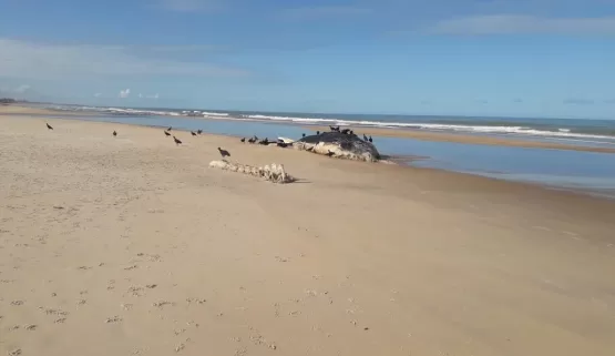 Baleia Jubarte de 11 metros encontrada morta é enterrada na Praia do Camurugi no litoral sul de Mucuri