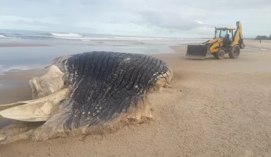 Baleia Jubarte de 11 metros encontrada morta é enterrada na Praia do Camurugi no litoral sul de Mucuri