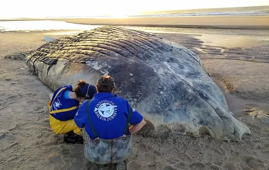 Baleia Jubarte de 11 metros encontrada morta é enterrada na Praia do Camurugi no litoral sul de Mucuri