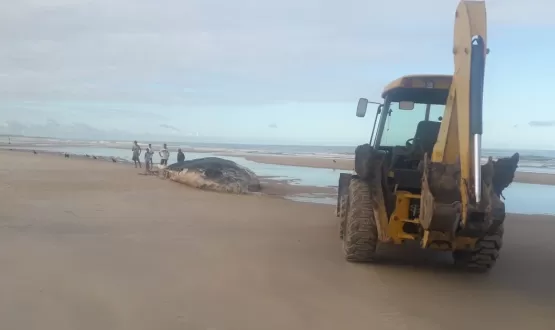 Baleia Jubarte de 11 metros encontrada morta é enterrada na Praia do Camurugi no litoral sul de Mucuri