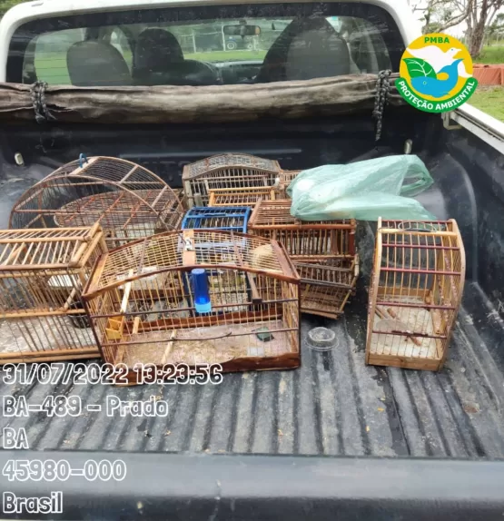 Operação realizada pelo ICMBio e CIPPA/PS apreende 36 armas de fogo e resgata 49 aves silvestres e um porco queixada criados em cativeiro ilegal no município do Prado