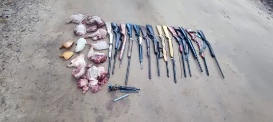 Operação realizada pelo ICMBio e CIPPA/PS apreende 36 armas de fogo e resgata 49 aves silvestres e um porco queixada criados em cativeiro ilegal no município do Prado