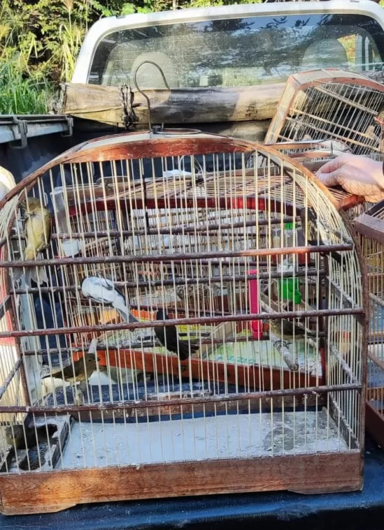 Operação realizada pelo ICMBio e CIPPA/PS apreende 36 armas de fogo e resgata 49 aves silvestres e um porco queixada criados em cativeiro ilegal no município do Prado