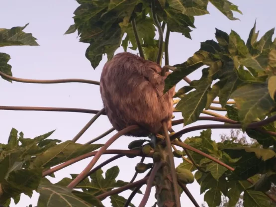 Bicho-preguiça encontrado em Itamaraju é solto no Parque Descobrimento