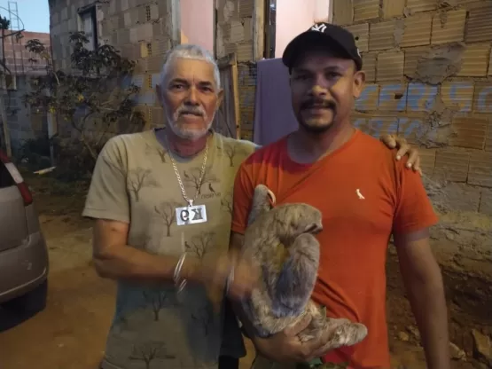 Bicho-preguiça encontrado em Itamaraju é solto no Parque Descobrimento