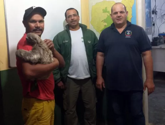 Bicho-preguiça encontrado em Itamaraju é solto no Parque Descobrimento