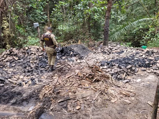 Polícia deflagra Operação “Madeira Legal” para combater o furto de madeira para produção de carvão no interior de Caravelas