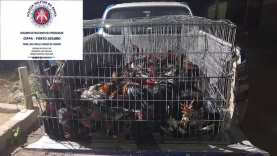 120 galos de briga avaliados em R$ 400 mil são apreendidos pela PM em Teixeira de Freitas