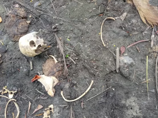 Ossada humana é encontrada em praia de Caravelas 
