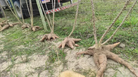 Servidores da secretaria de Agricultura de Teixeira de Freitas fazem  avaliação de unidade demonstrativa do PAT Mandiocultura na comunidade Córrego do Marimbondo