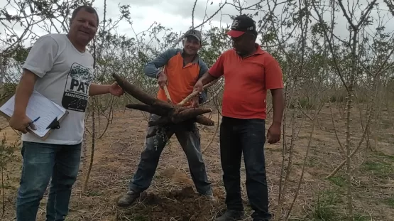 Servidores da secretaria de Agricultura de Teixeira de Freitas fazem  avaliação de unidade demonstrativa do PAT Mandiocultura na comunidade Córrego do Marimbondo