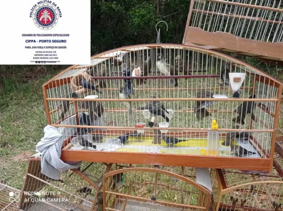 Polícia ambiental de Porto Seguro resgata 181 aves nativas da Mata Atlântica.