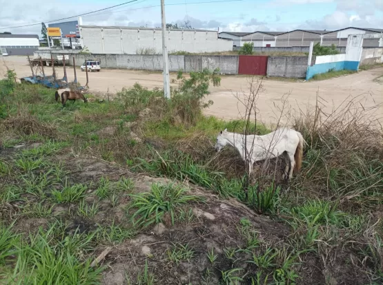 Prefeitura prossegue com a apreensão de animais soltos na Zona Urbana de Teixeira de Freitas