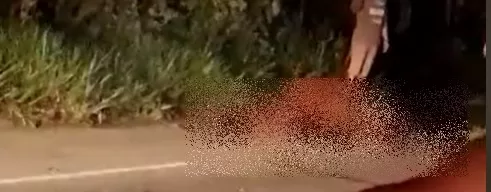 Animal na pista provoca acidente com vítima fatal na BR 101, em Itabela