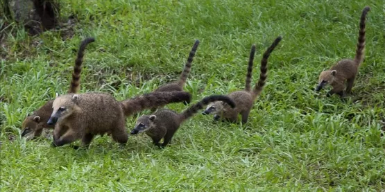 Quatis invadem casa no Paraná, comem 4kg de bacon e bebem 1 litro de cachaça