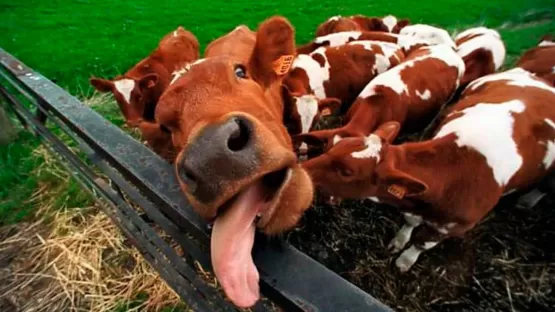 Agência Estadual de Defesa Agropecuária descarta ocorrência do mal da “vaca louca” na Bahia 