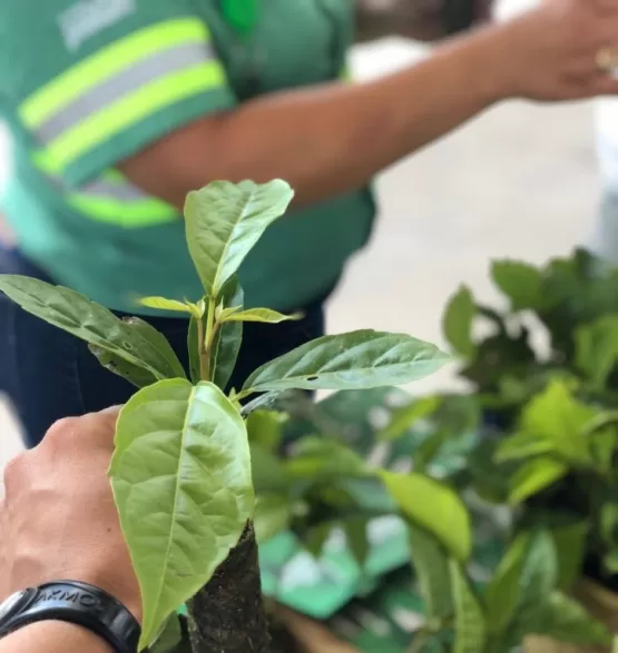 Drive thru de mudas nativas assegura a preservação ambiental em Teixeira de Freitas; saiba onde foi realizada a ação