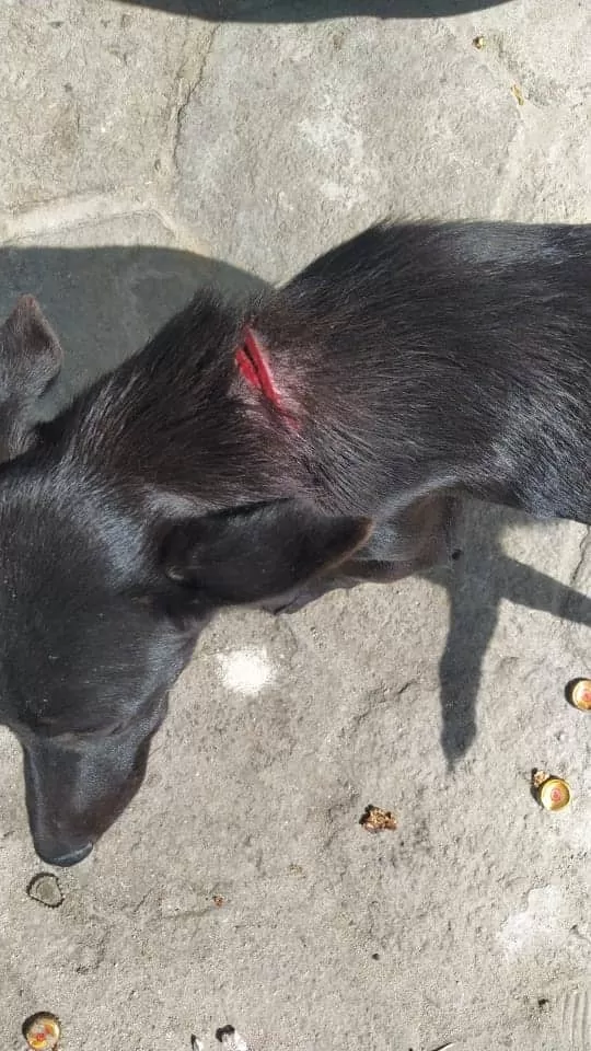 Covardia -Morador de Caravelas é preso  ao tentar degolar cachorro com facão