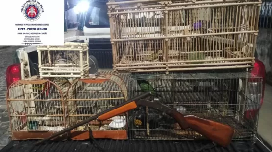 PMs da CIPPA/PS apreende armas de fogo e resgatam aves silvestres em situação de cativeiro ilegal na zona rural de Pau Brasil