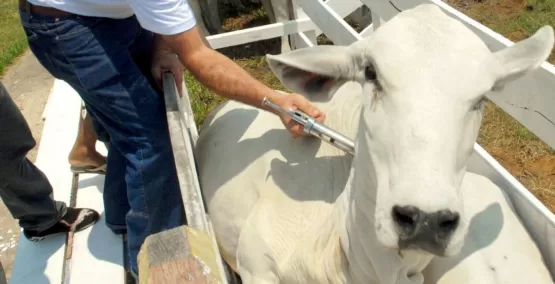 Segunda etapa da campanha de vacinação de febre aftosa começa em 1º de novembro